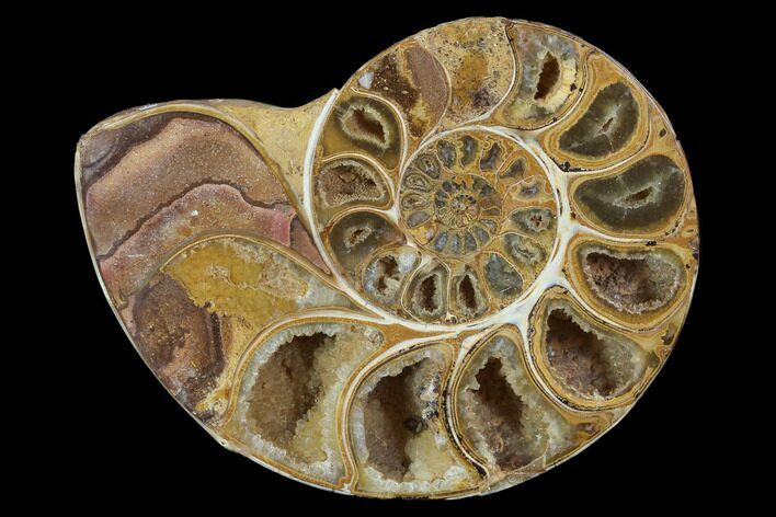 Sliced, Agatized Ammonite Fossil (Half) - Jurassic #100549
